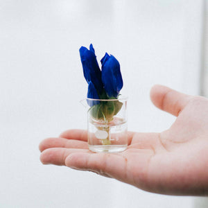 Hand holding tiny glass HARIO beaker with two blue iris flowers.