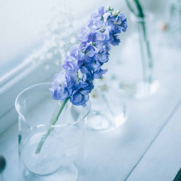 Purple hyacinth flower in clear glass HARIO beaker on white surface.