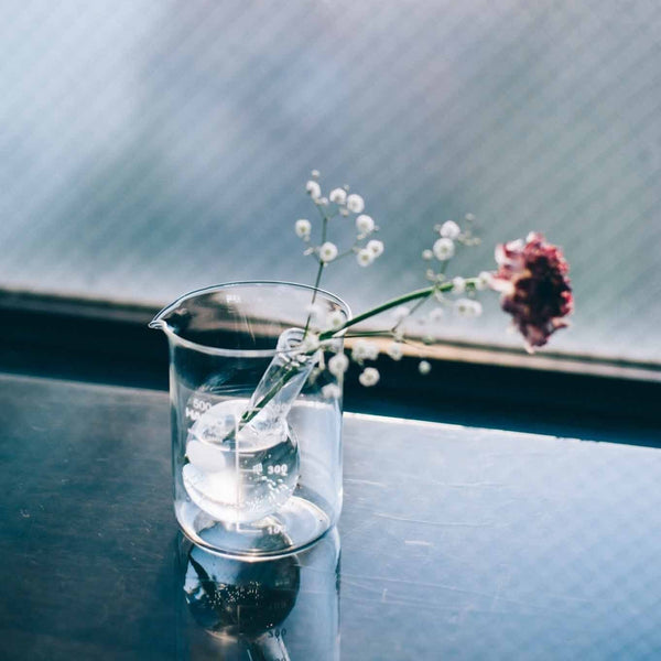 Single pink flower with baby's breath in HARIO beaker on wood.