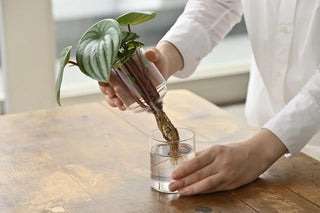Glass Flower Vase