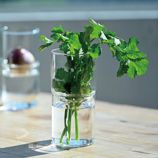 Glass Flower Vase