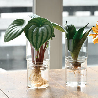 Glass Flower Vase
