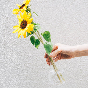 Hand holding sunflower stem with dark center in small glass vase against white wall.
