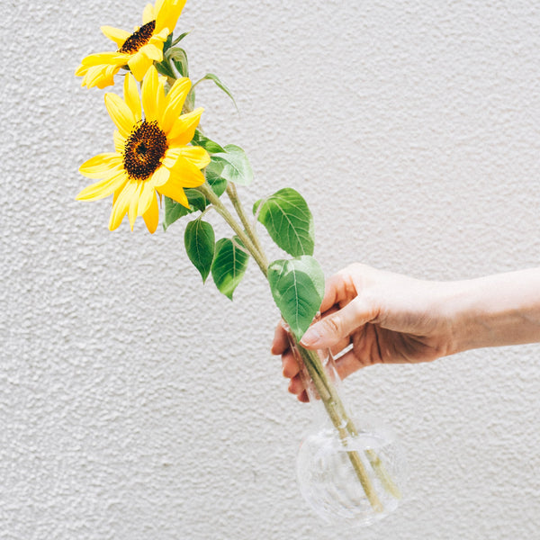 Hand holding sunflower stem with dark center in small glass vase against white wall.