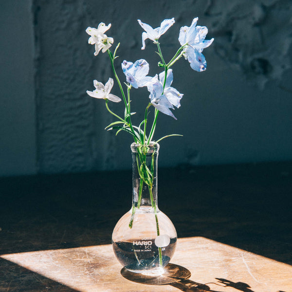 Blue and white delicate flowers in lab flask vase against dark green background.