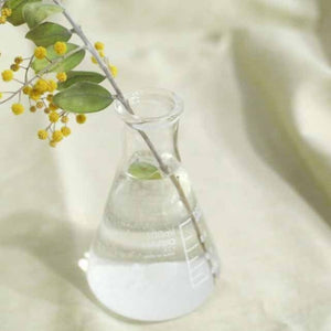 Yellow mimosa branch with green leaves in small conical flask vase with water