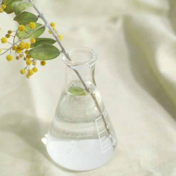 Yellow mimosa branch with green leaves in small conical flask vase with water