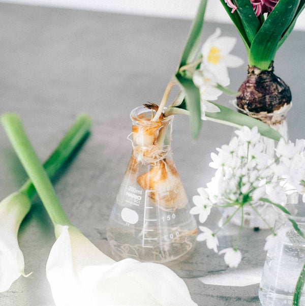 Laboratory flask with brown colored water, white daisy-like flowers, and hanging bulb on surface
