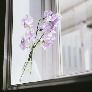 Pale purple sweet pea flowers in glass flask vase positioned on white windowsill