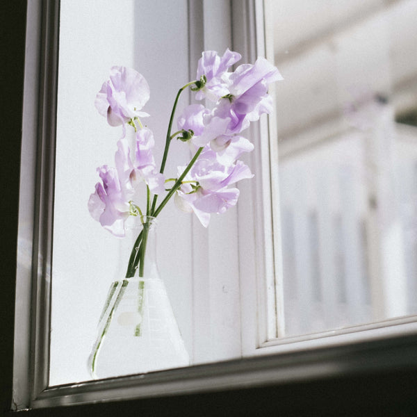 Pale purple sweet pea flowers in glass flask vase positioned on white windowsill