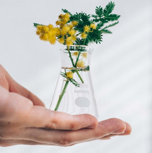 Small flask vase with yellow fluffy flowers and fern-like foliage held in hands