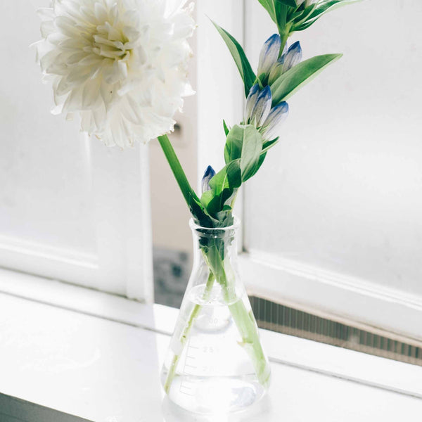 White dahlia and blue-tipped floral stems arranged in tapered glass vase on white windowsill