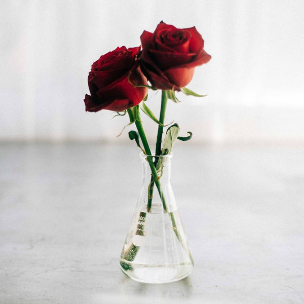 Deep red roses with green stems in small tapered laboratory flask vase