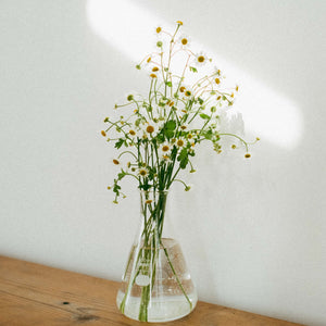 Yellow daisy-like flowers with green stems in glass flask vase on wooden table with sunlight